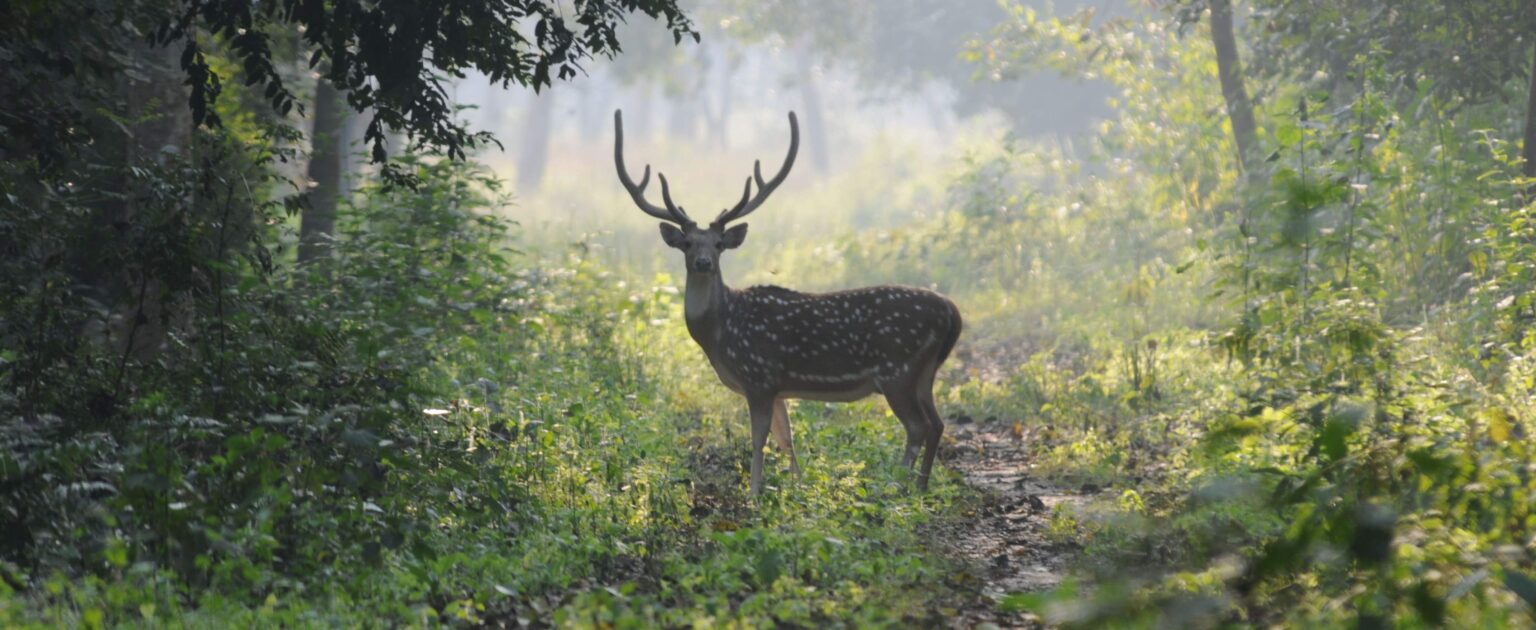 Introduction Of VTR – Valmiki Tiger Reserve